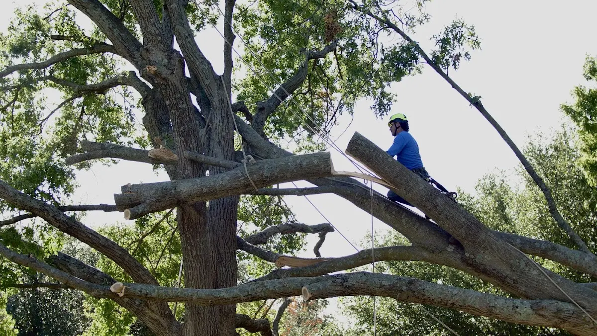 Professional Hazardous Tree Removal performed by certified arborists in Alex